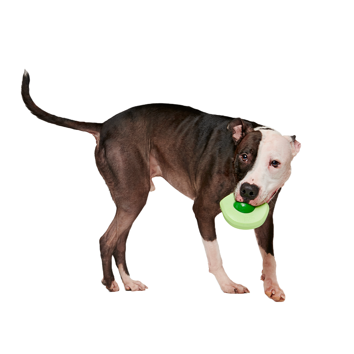 Green Egg Super Chewer Durable Gnaw Dog Toy - Image 5