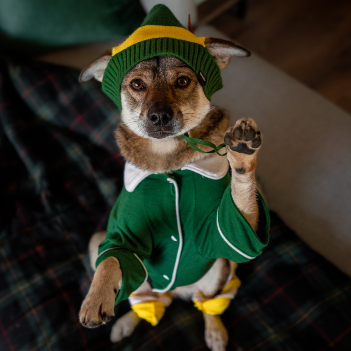 Buddy The Elf™ Dog Hat and Pajamas - Image 8