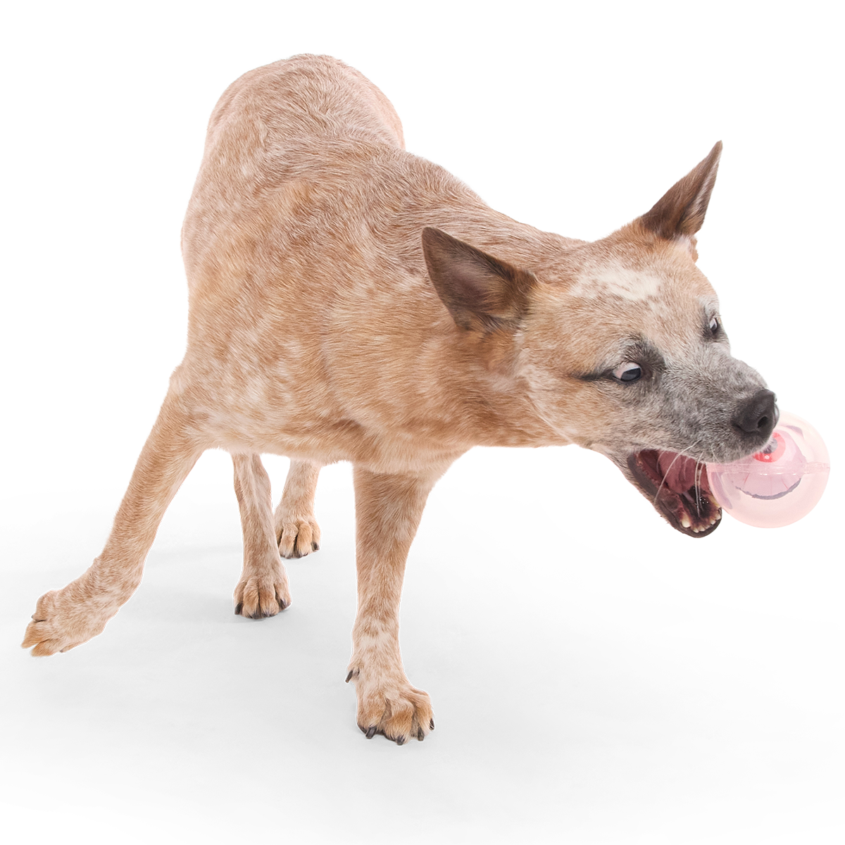 Happy Fun Eyeball Super Chewer Durable Fetch Dog Toy - Image 6