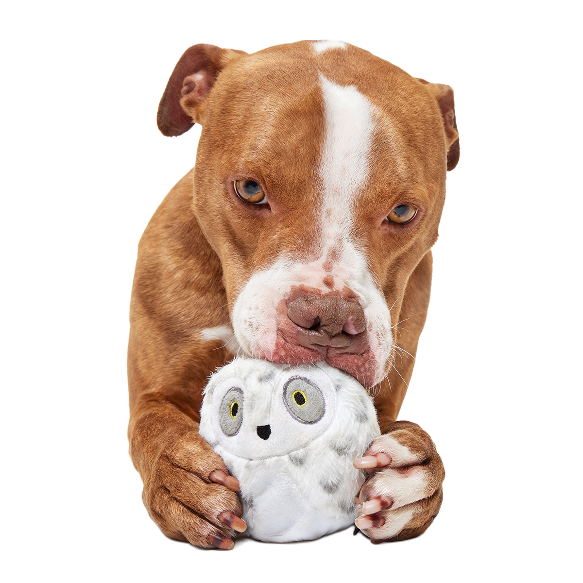HARRY POTTER™ Super Chewer Durable Multi-Part + Fetch Dog Toy Bundle - Image 8