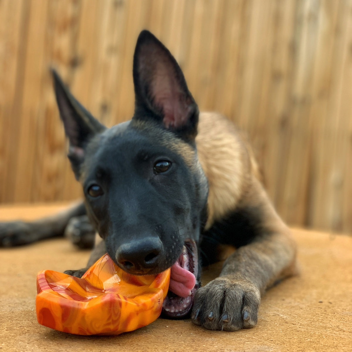 Mighty Maple Leaf Super Chewer Durable Gnaw Dog Toy - Image 2