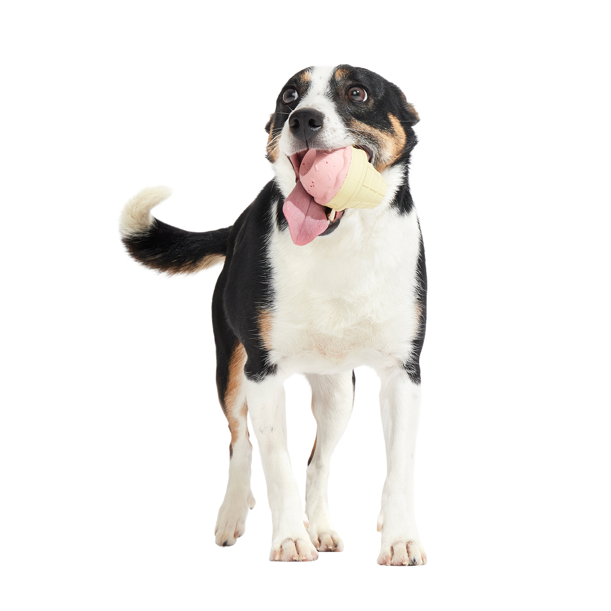 I Squeak Cone Super Chewer Durable Gnaw Dog Toy - Image 5