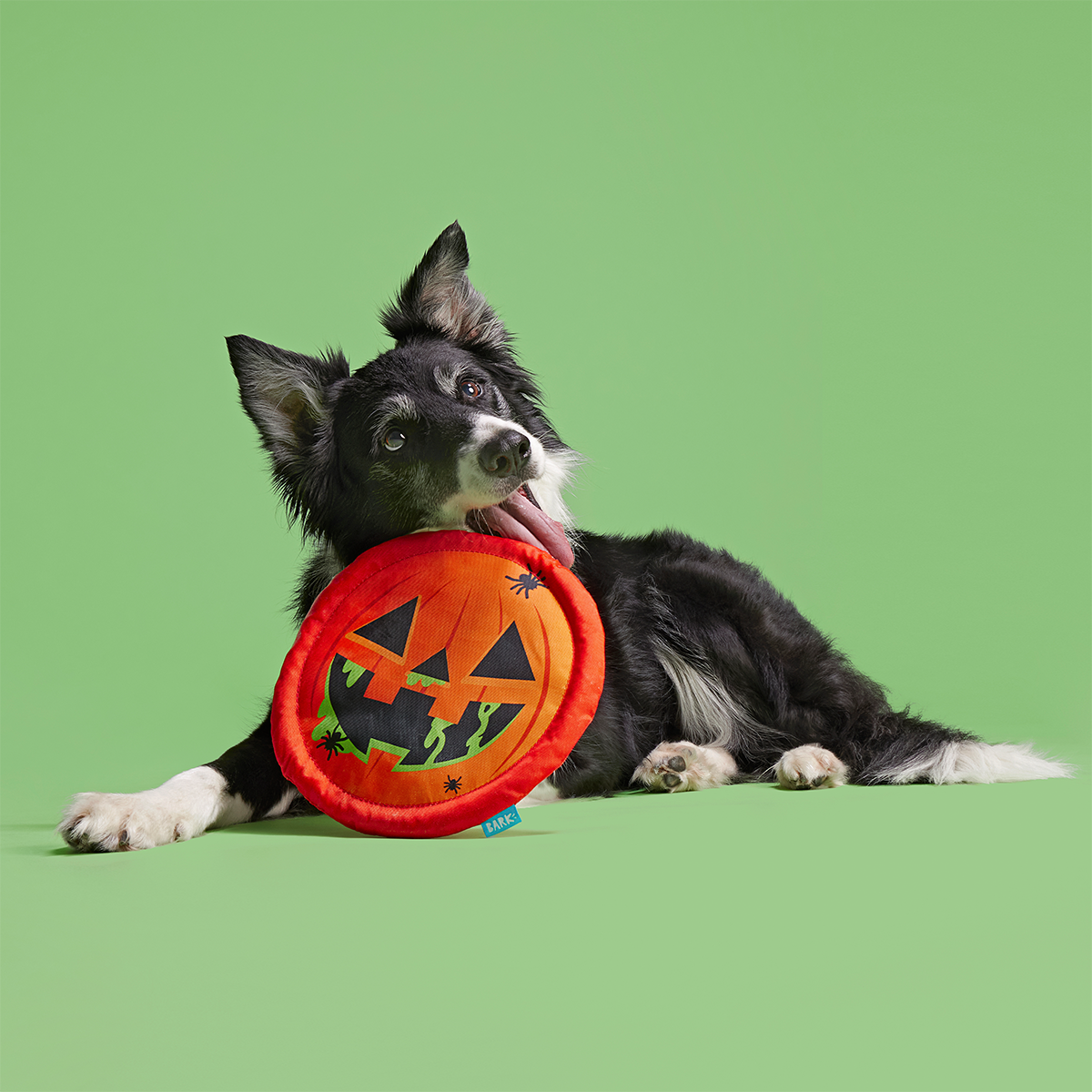 Jack-Throw-Lantern Plush Fetch Dog Toy - Image 5