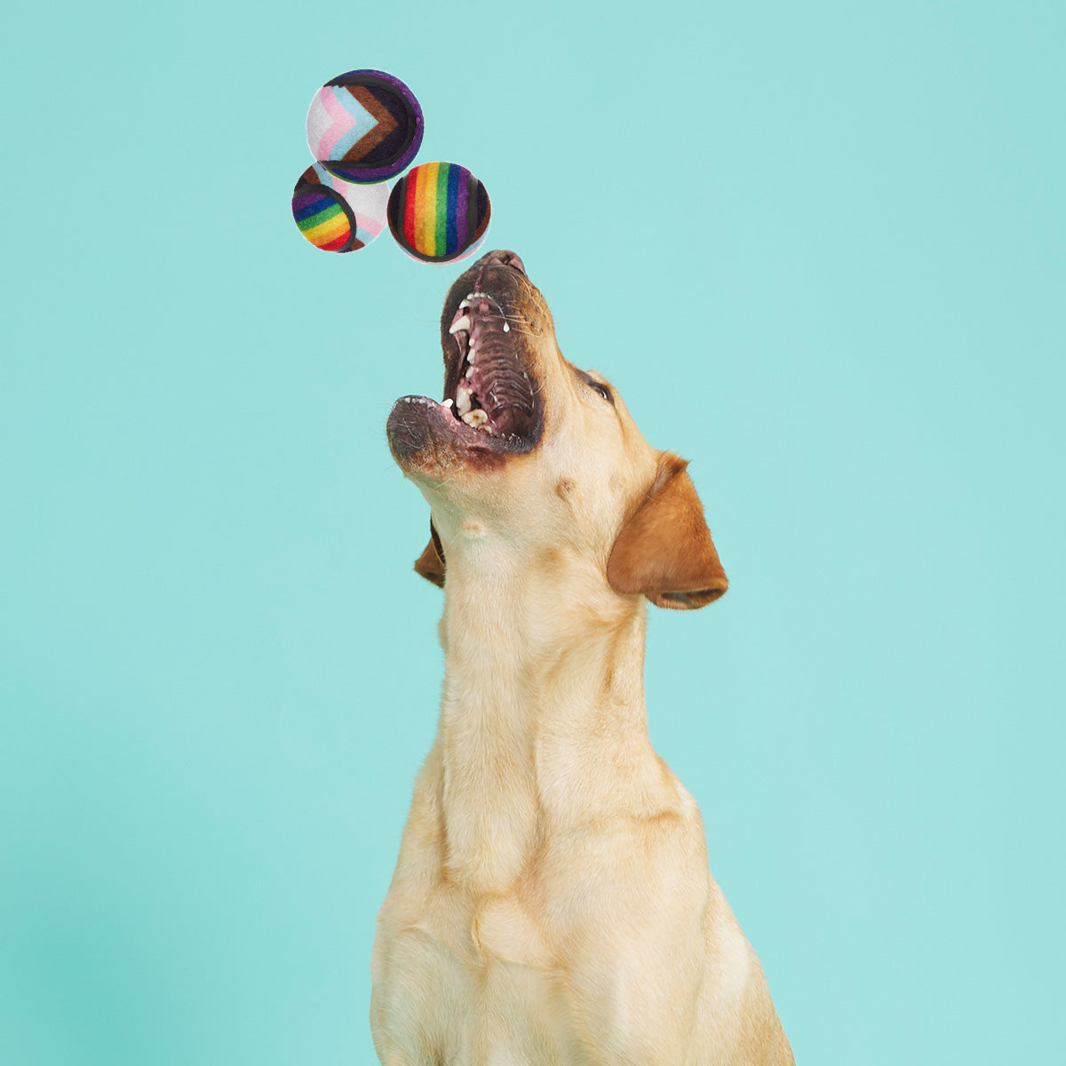 Fetch is Fetch Plush Multi-Part Dog Toy - Image 5