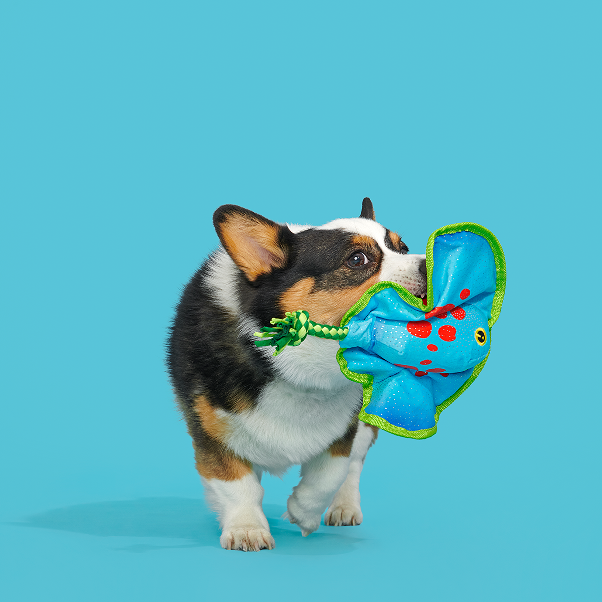 Manny Ray Plush Tug Dog Toy - Image 4