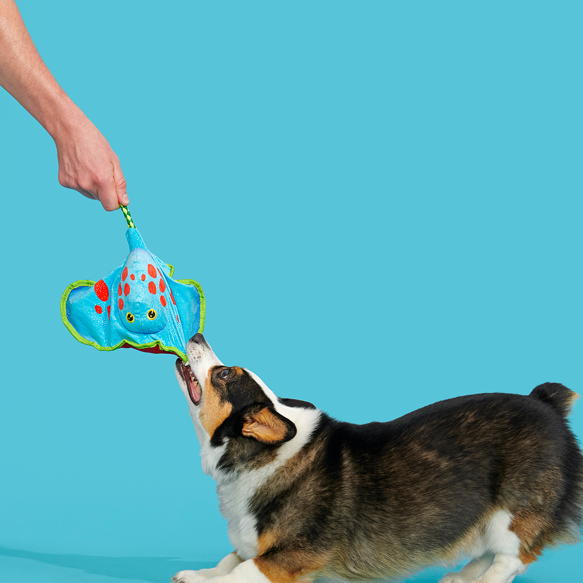 Manny Ray Plush Tug Dog Toy - Image 5