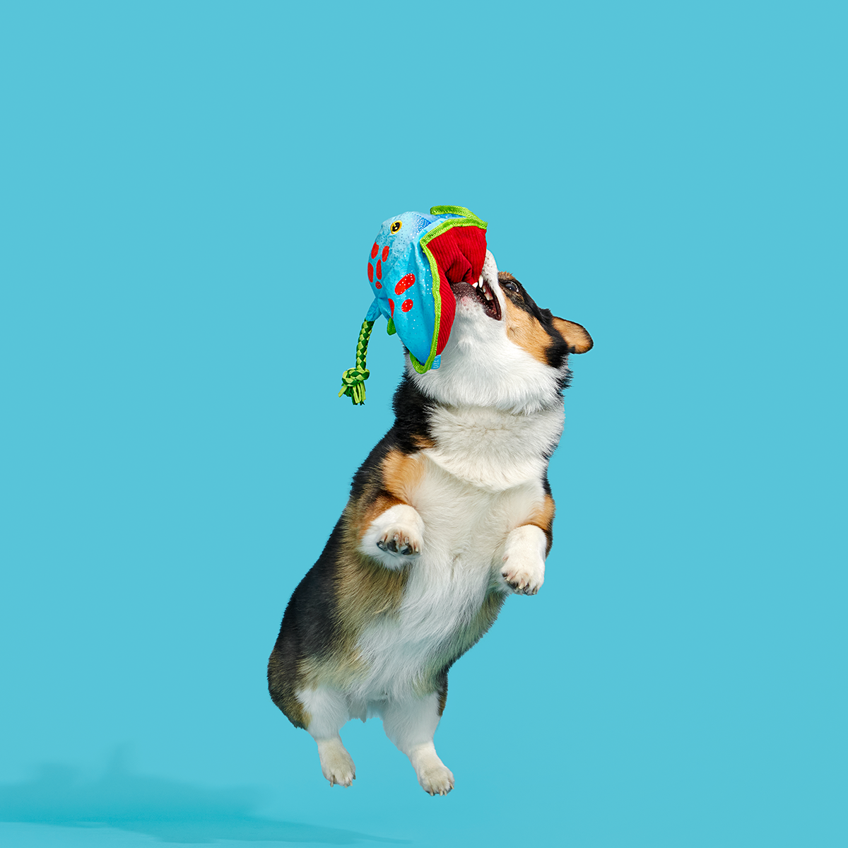 Manny Ray Plush Tug Dog Toy - Image 6
