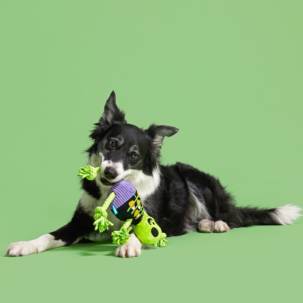 Moldy Barry Bones Plush Tug Dog Toy - Image 4