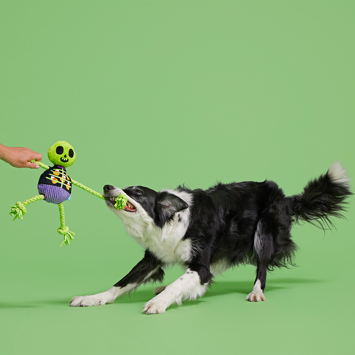 Moldy Barry Bones Plush Tug Dog Toy - Image 3