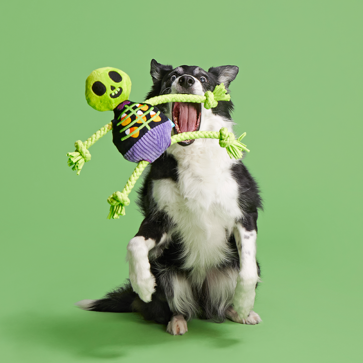 Moldy Barry Bones Plush Tug Dog Toy - Image 2