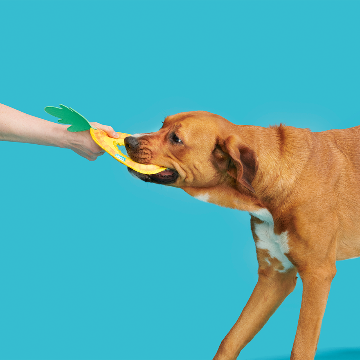 Pineapple Fling Plush Tug + Fetch Dog Toy - Image 2