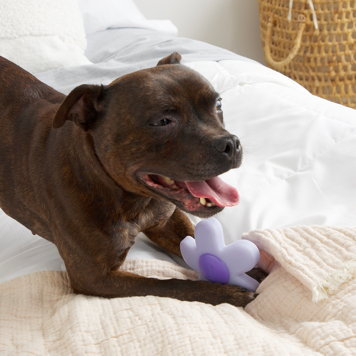 Power Flower Super Chewer Durable Gnaw Dog Toy - Image 3