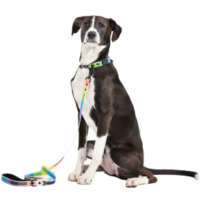 Pride Dog Walking Gear Bundle