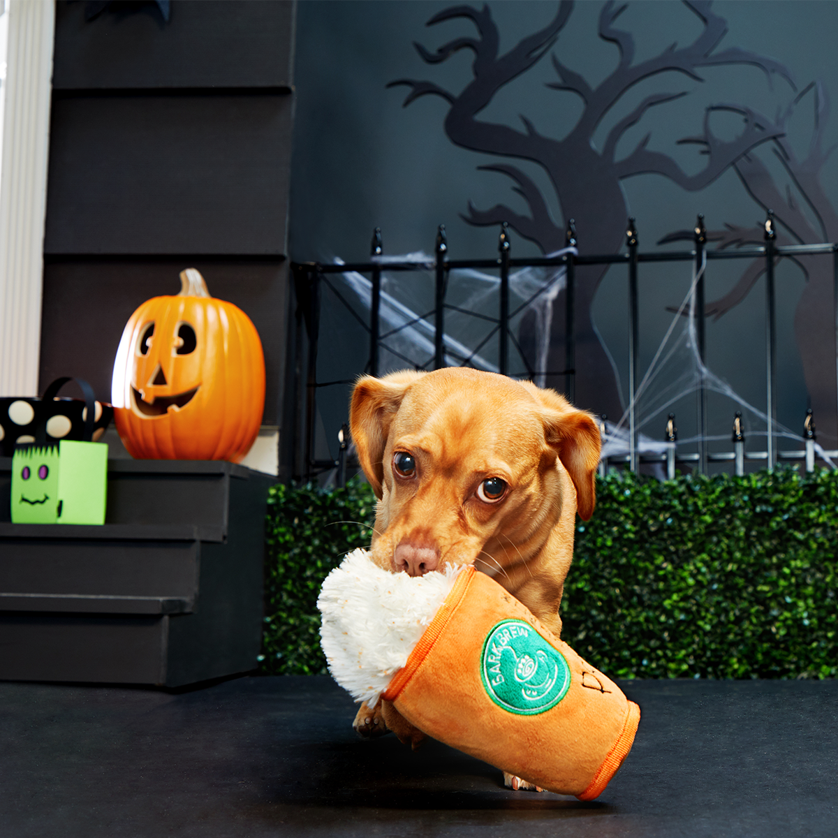 Puggin Spice Latte Plush Dog Toy - Image 3