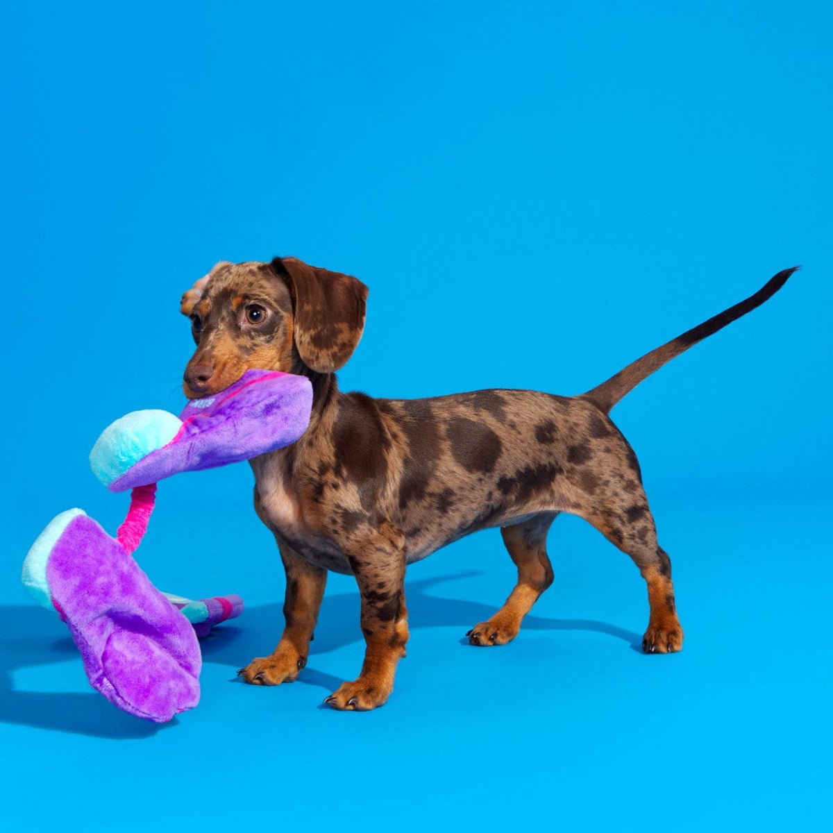 Snork N Bork Plush Multi-Part + Tug Dog Toy - Image 2