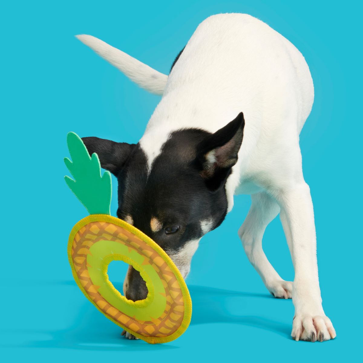 Pineapple Fling Plush Tug + Fetch Dog Toy - Image 5