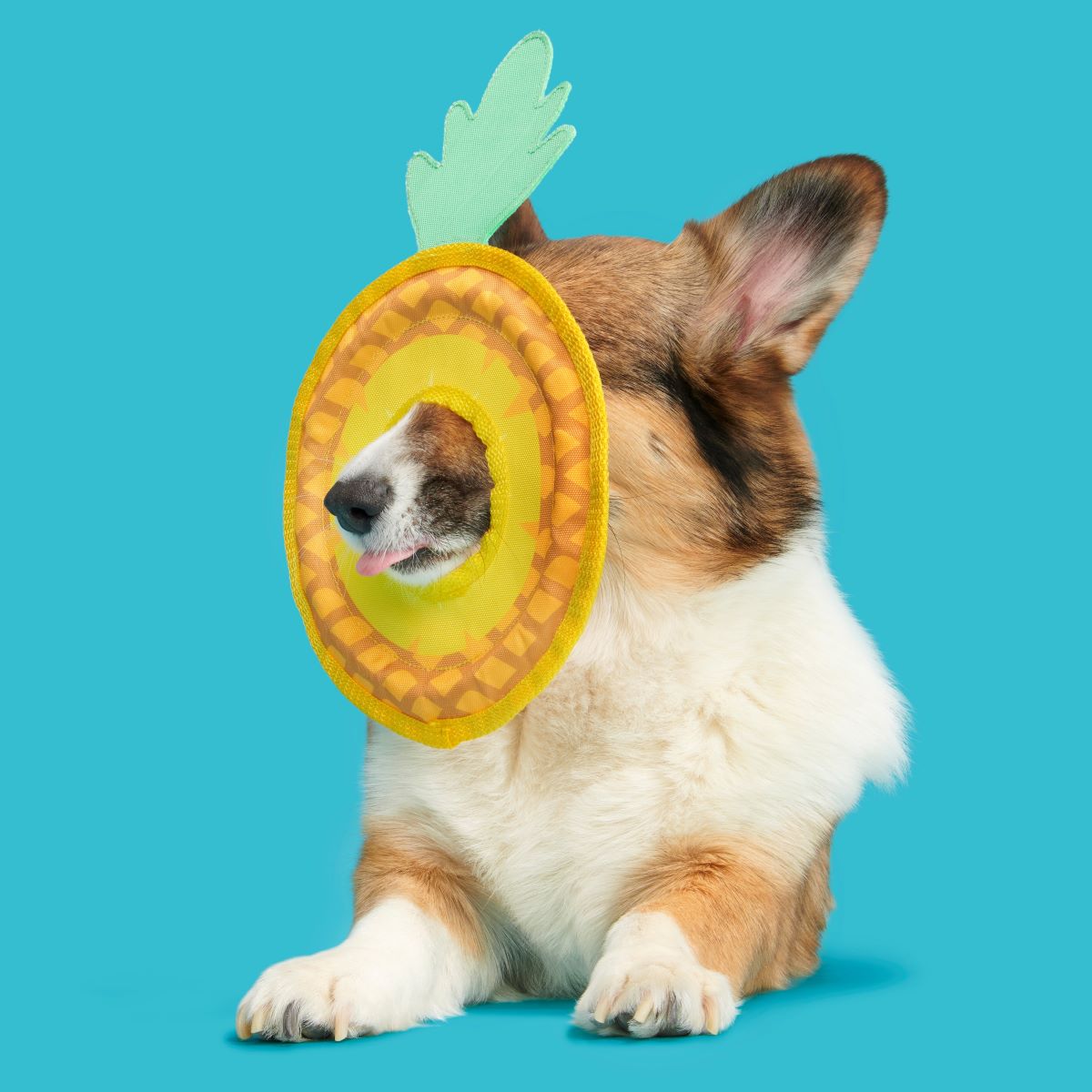 Pineapple Fling Plush Tug + Fetch Dog Toy - Image 4