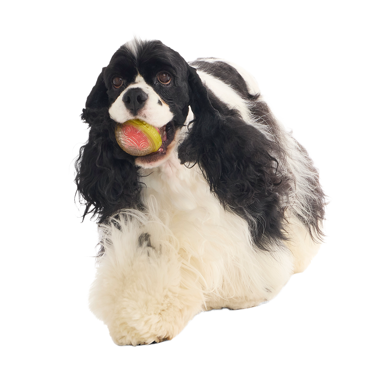 Remembrall™ Super Chewer Durable Fetch Dog Toy - Image 6