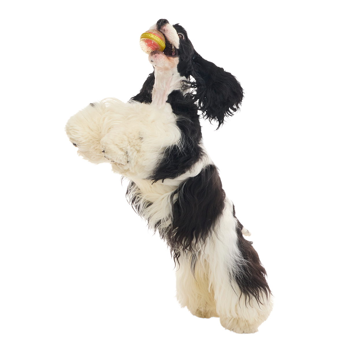 Remembrall™ Super Chewer Durable Fetch Dog Toy - Image 5