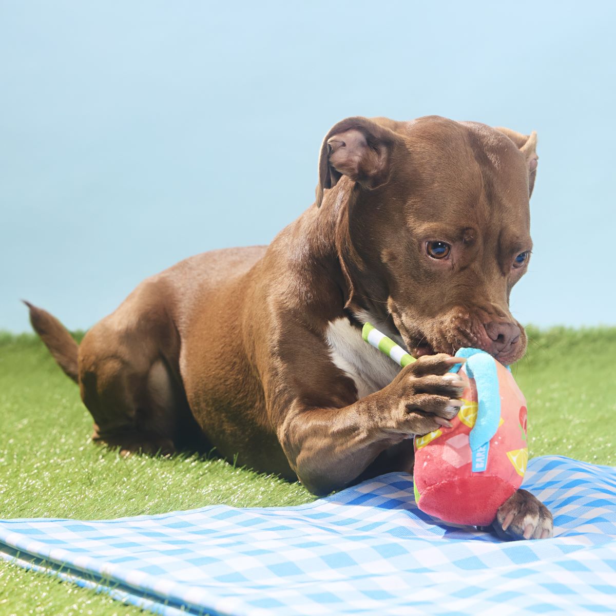 Spiked Punch Plush Tug Dog Toy - Image 3