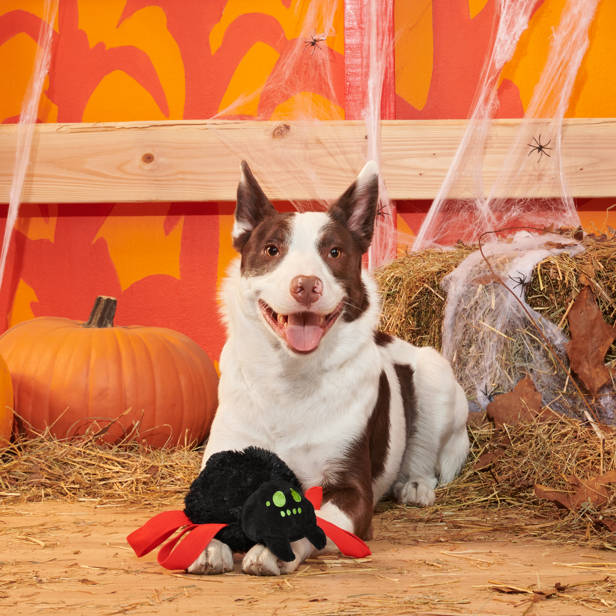 Blake Widow Plush Tug Dog Toy - Image 3