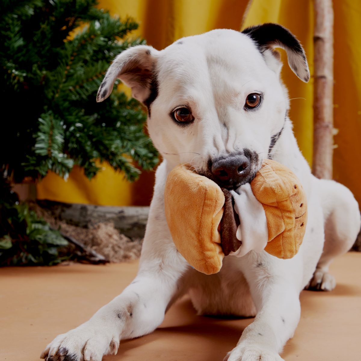 More S'mores Plush Tug Dog Toy - Image 4