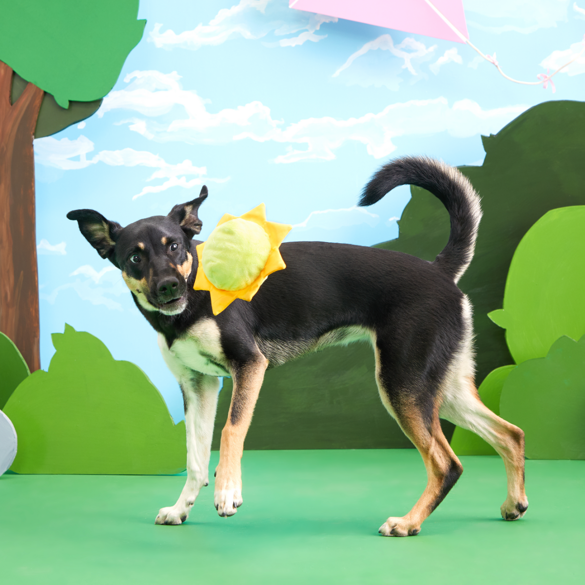 Sunny Boy Plush Fetch Dog Toy - Image 2