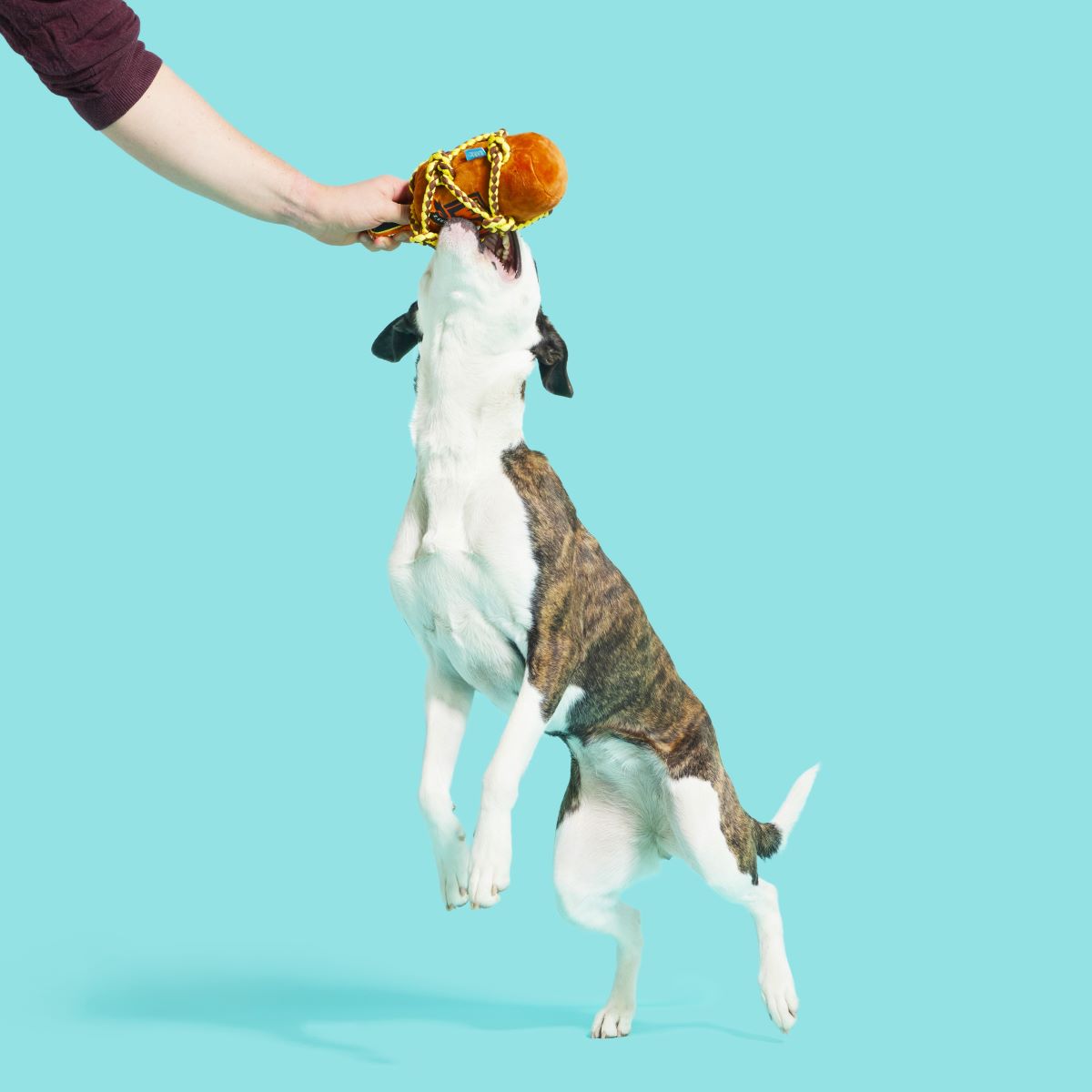 Barkbeard's Rum Plush Tug Dog Toy - Image 2