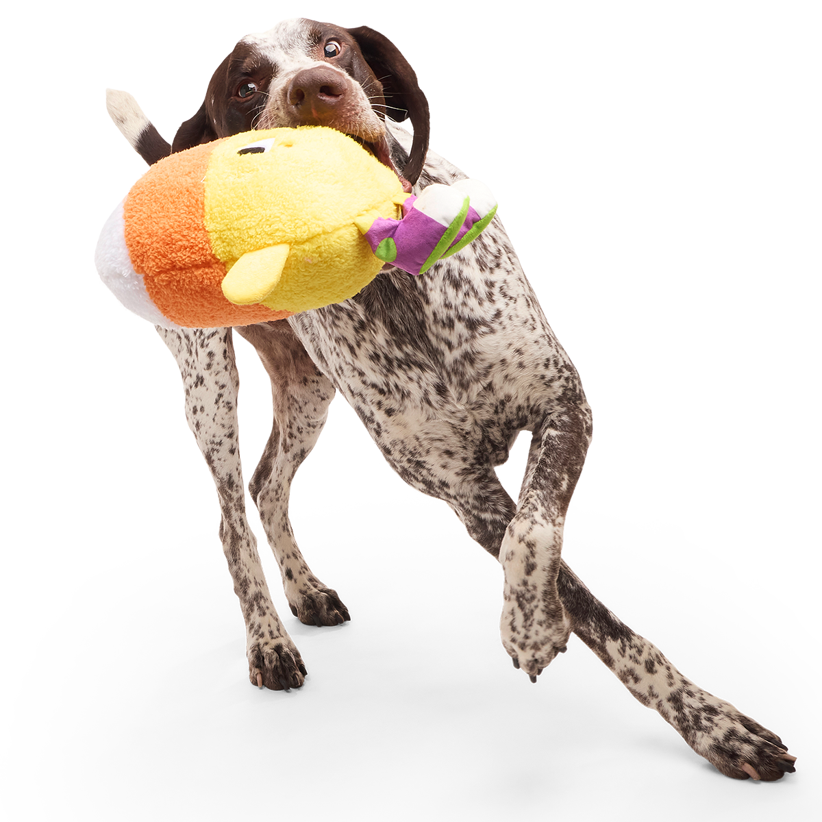 Randy Corn Plush Extra-Large + Tug Dog Toy - Image 3