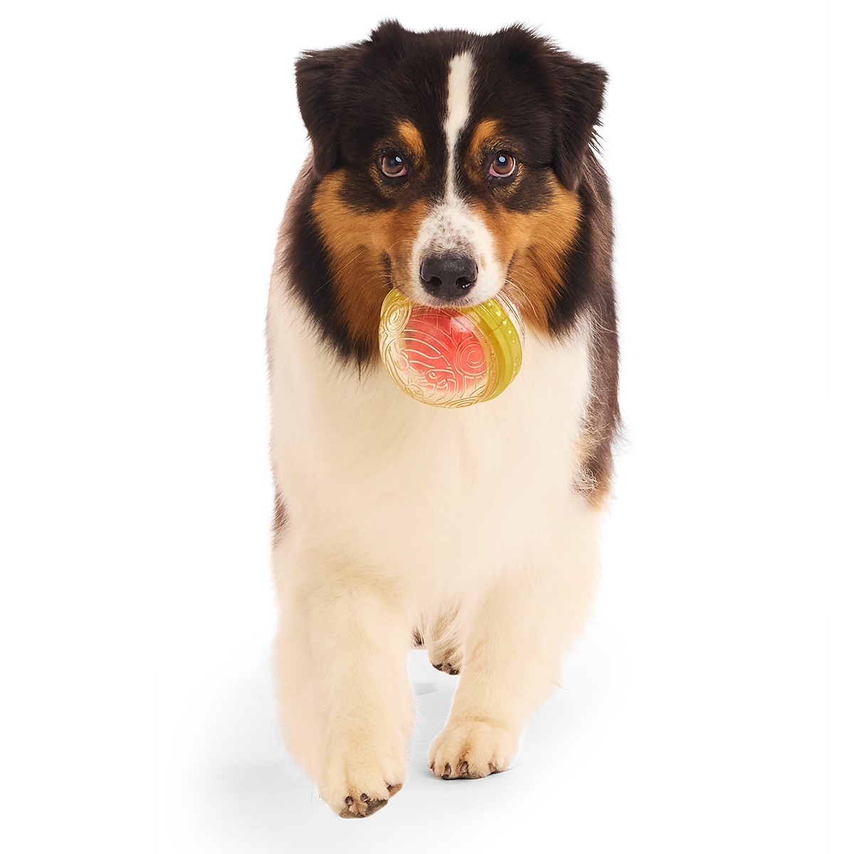 HARRY POTTER™ Super Chewer Durable Multi-Part + Fetch Dog Toy Bundle - Image 9