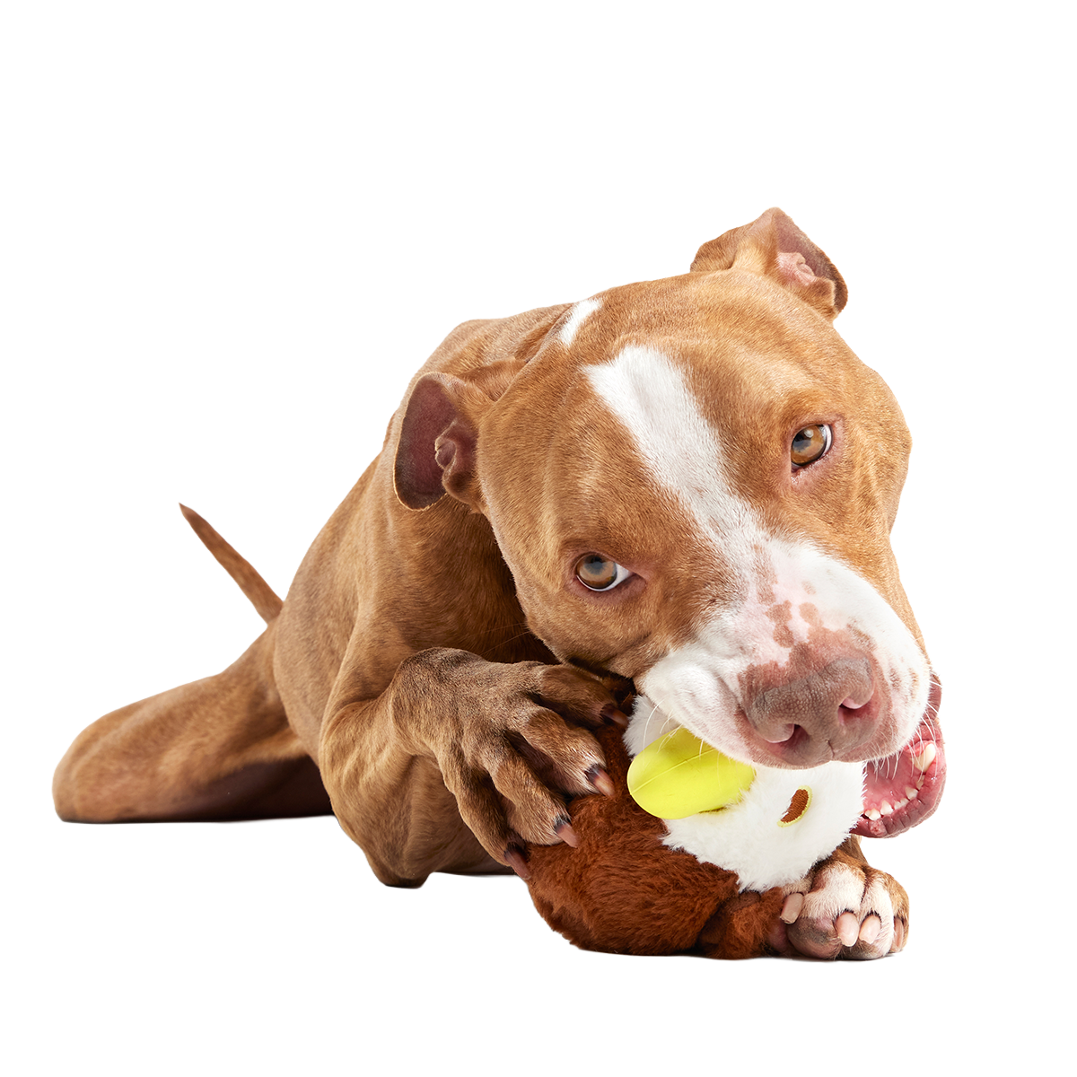 Rock Creek Eagle Super Chewer Durable 2-in-1 + Enrichment Dog Toy - Image 5