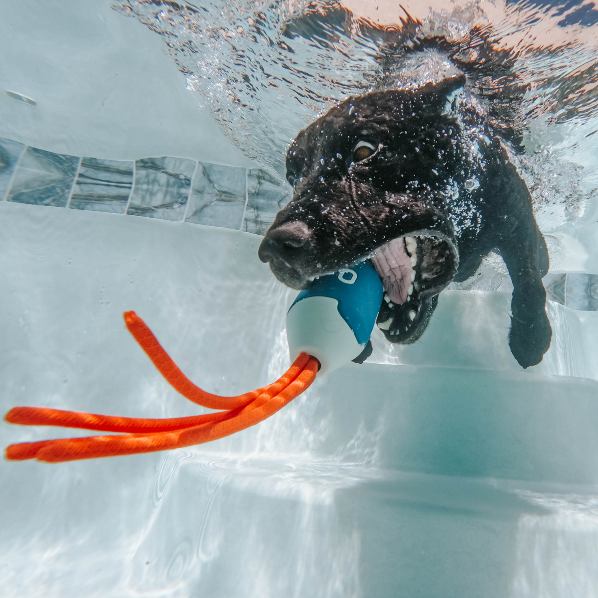 Squidwhip Super Chewer Durable Tug Dog Toy - Image 5