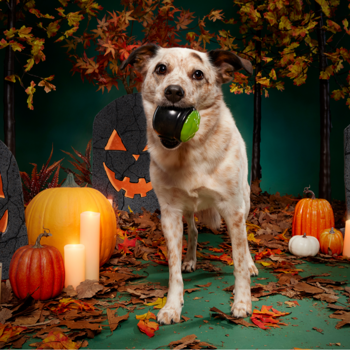 Gnawldron Super Chewer Durable Enrichment Dog Toy - Image 6