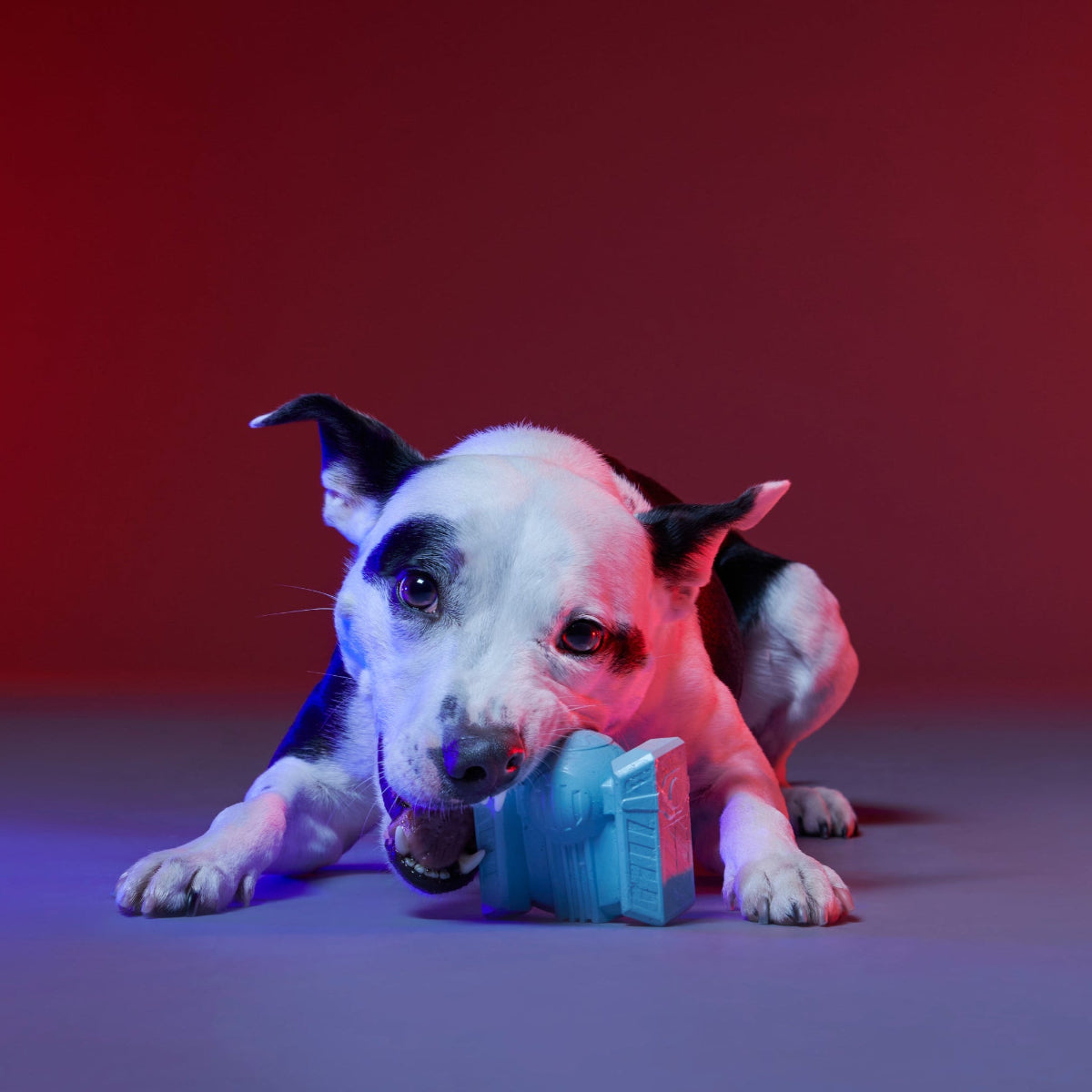 Dark Side Star Wars™ Super Chewer Durable Bundle 2-in-1 + Fetch Dog Toy - Image 5