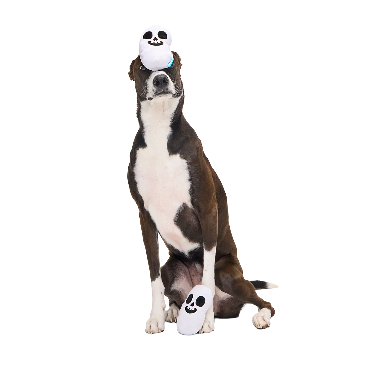 Re-Play Pack: Skelly Beans Plush Multi-Part Dog Toy - Image 6