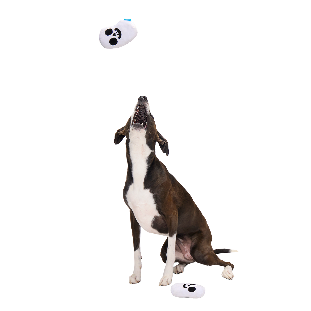 Re-Play Pack: Skelly Beans Plush Multi-Part Dog Toy - Image 5