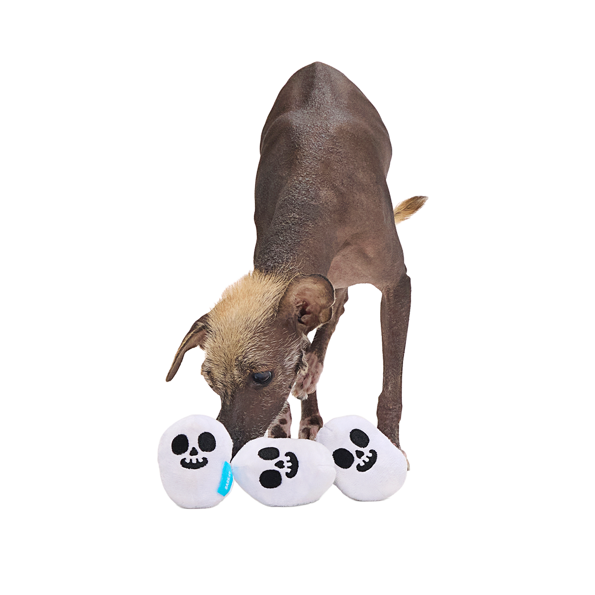 Re-Play Pack: Skelly Beans Plush Multi-Part Dog Toy - Image 3