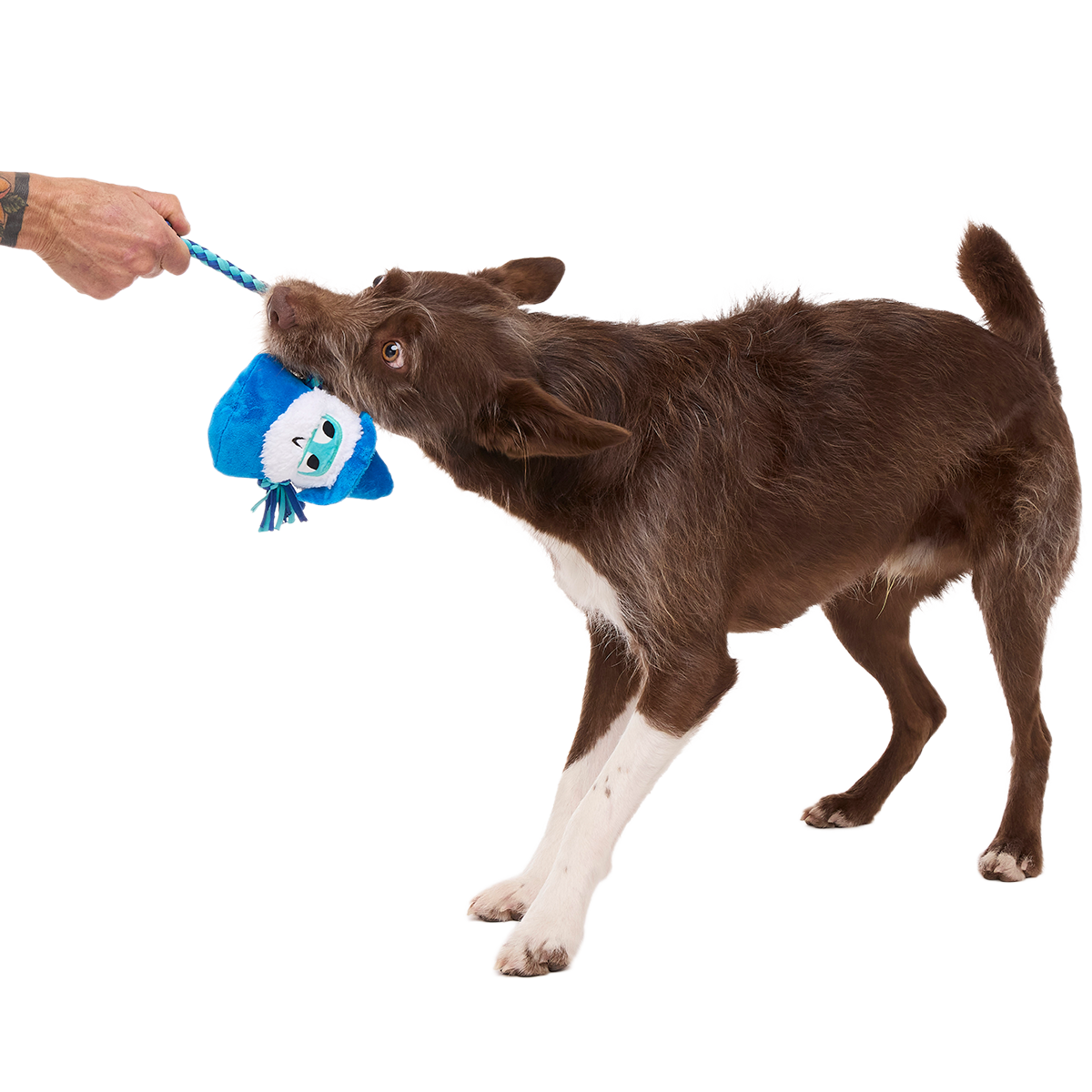 Smellcaster Merlin Plush Tug Dog Toy - Image 2