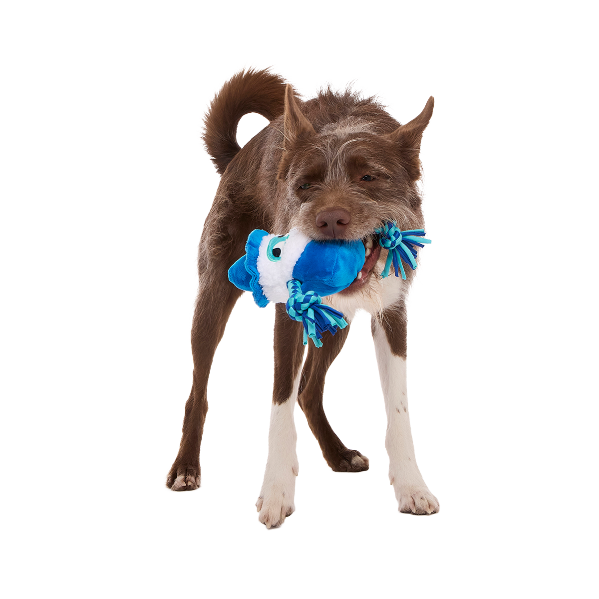 Smellcaster Merlin Plush Tug Dog Toy - Image 3