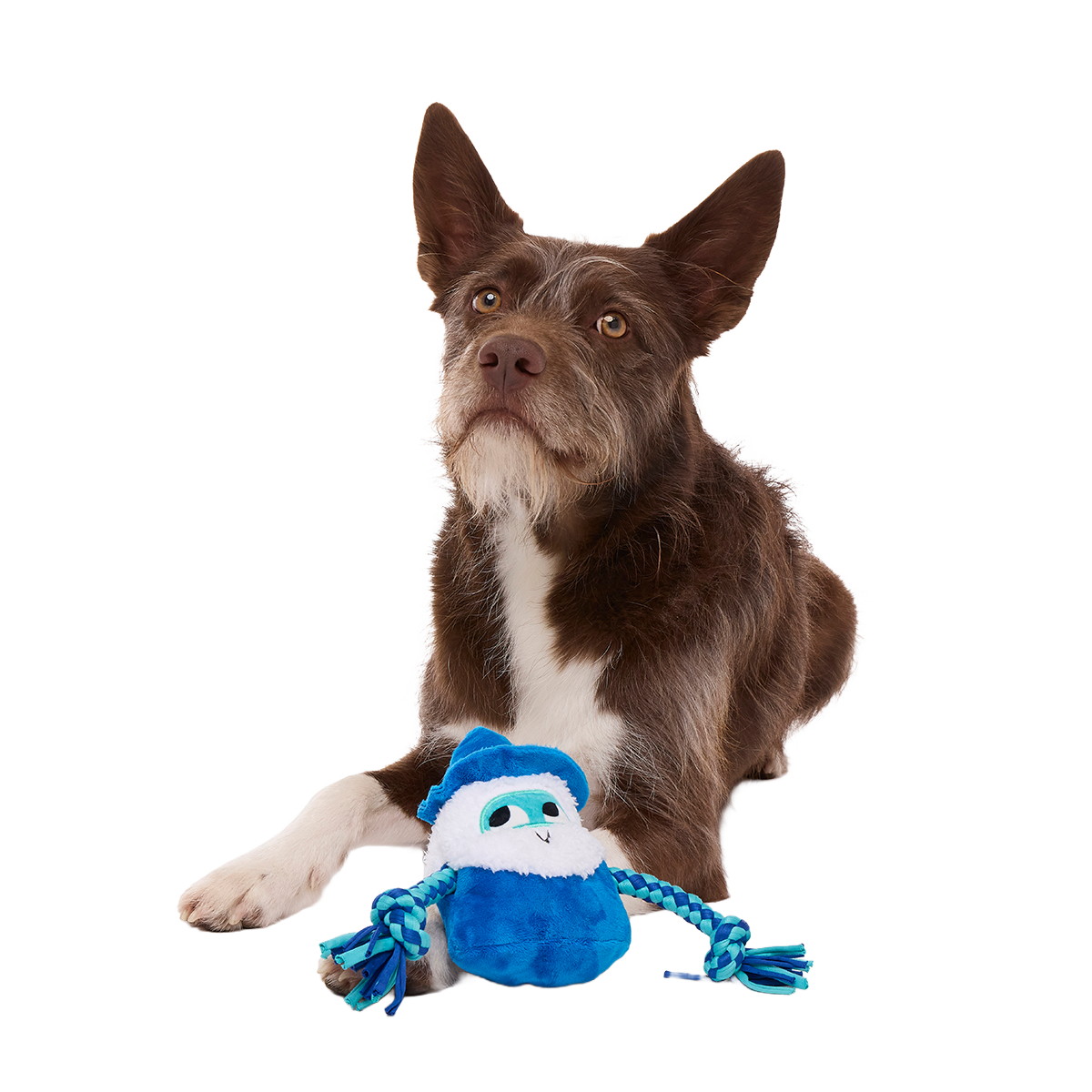 Smellcaster Merlin Plush Tug Dog Toy - Image 4