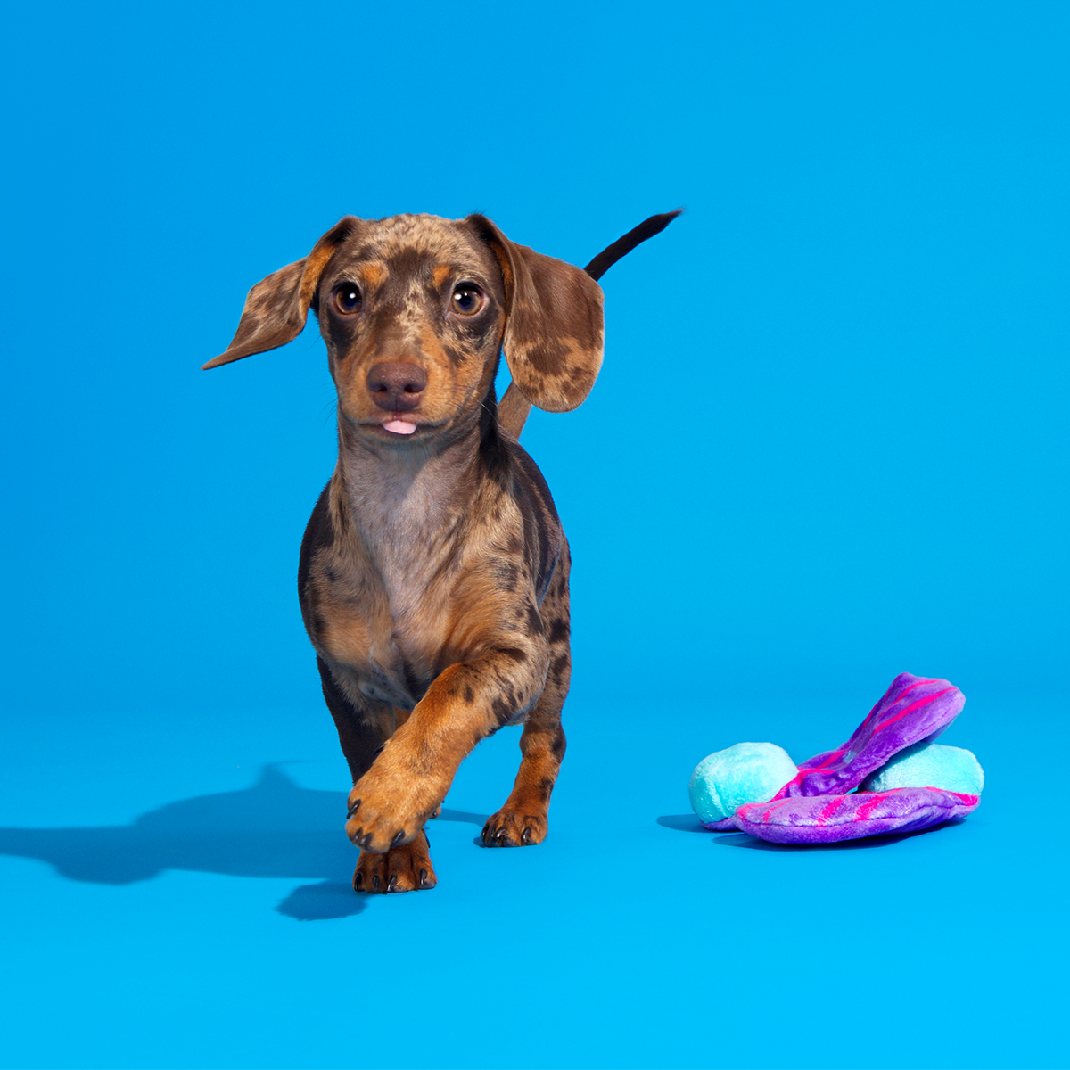 Snork N Bork Plush Multi-Part + Tug Dog Toy - Image 3