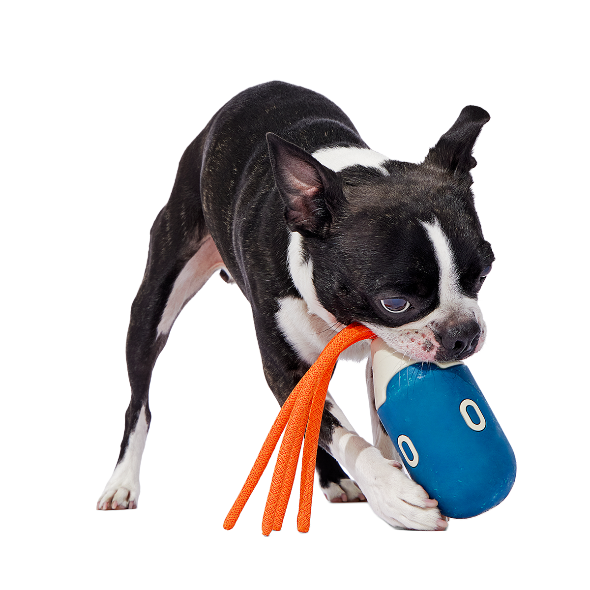 Squidwhip Super Chewer Durable Tug Dog Toy - Image 4
