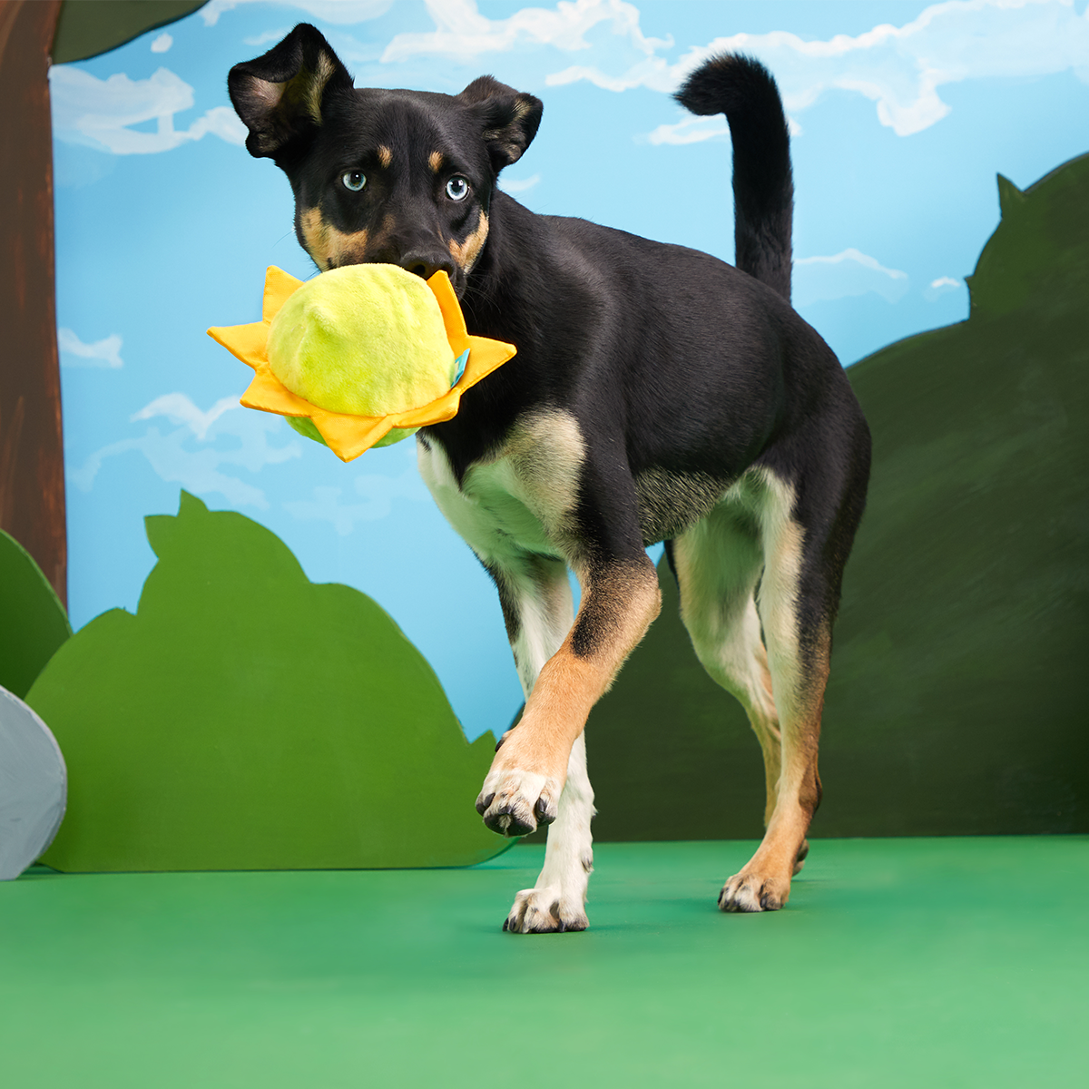 Sunny Boy Plush Fetch Dog Toy - Image 4