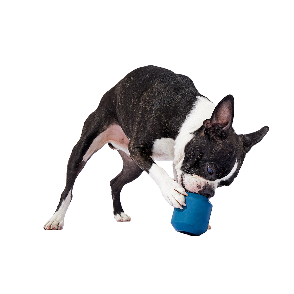 Tank Super Chewer Durable Enrichment Dog Toy - Image 3