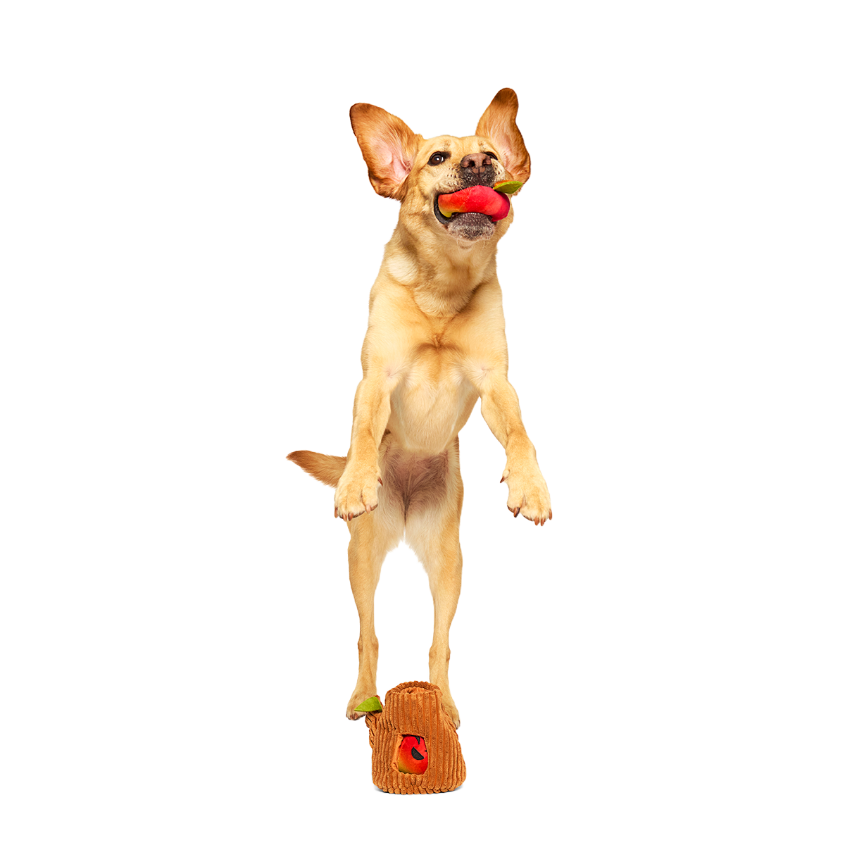 Them Apples Plush Multi-Part + Fetch + Enrichment Dog Toy - Image 4