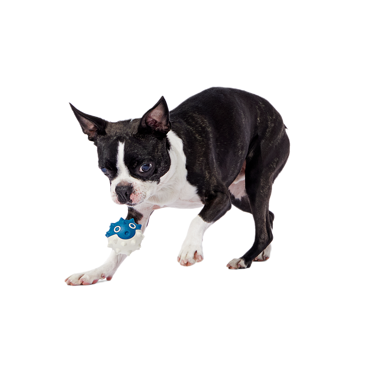 Throwfish Super Chewer Durable Fetch Dog Toy - Image 5