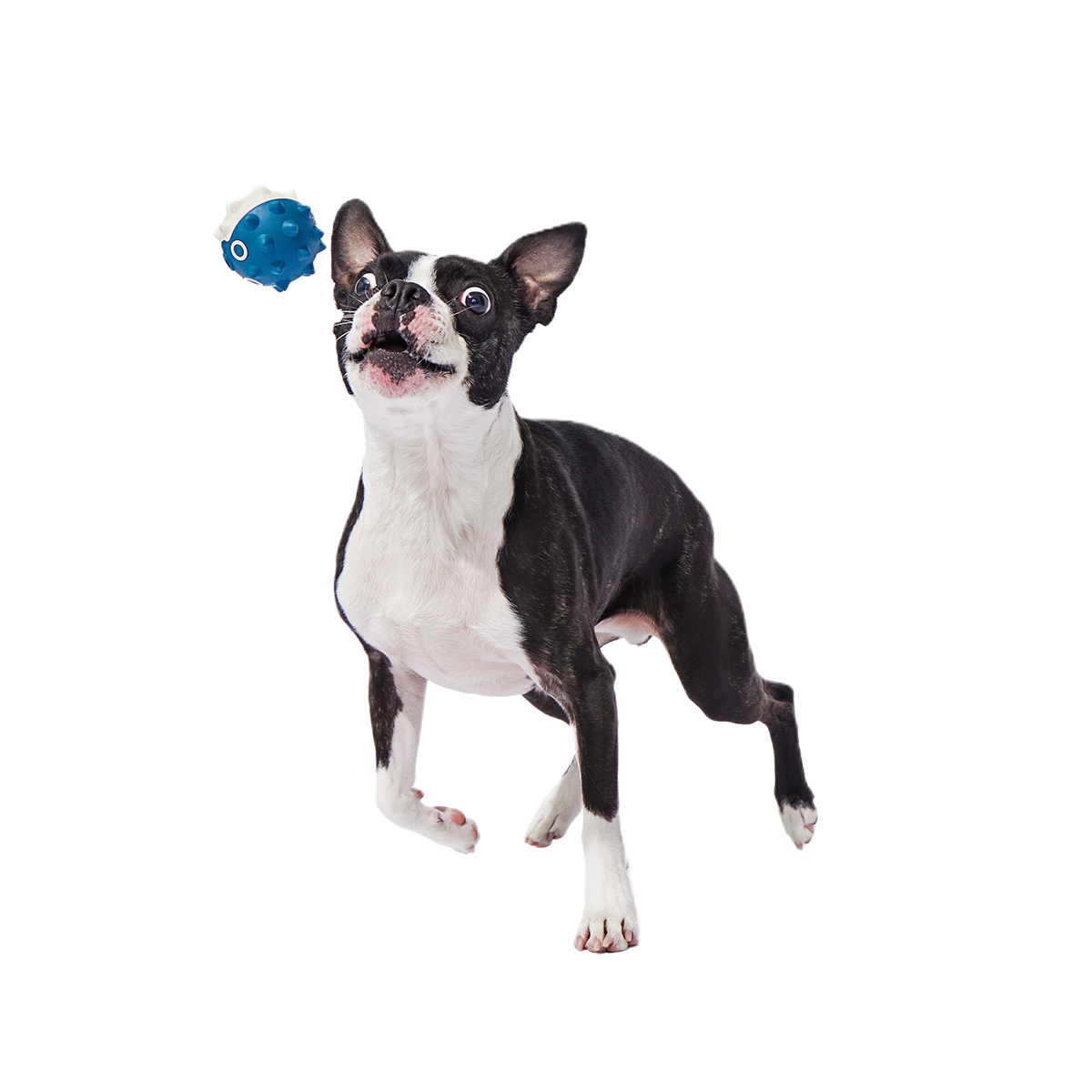 Throwfish Super Chewer Durable Fetch Dog Toy - Image 4