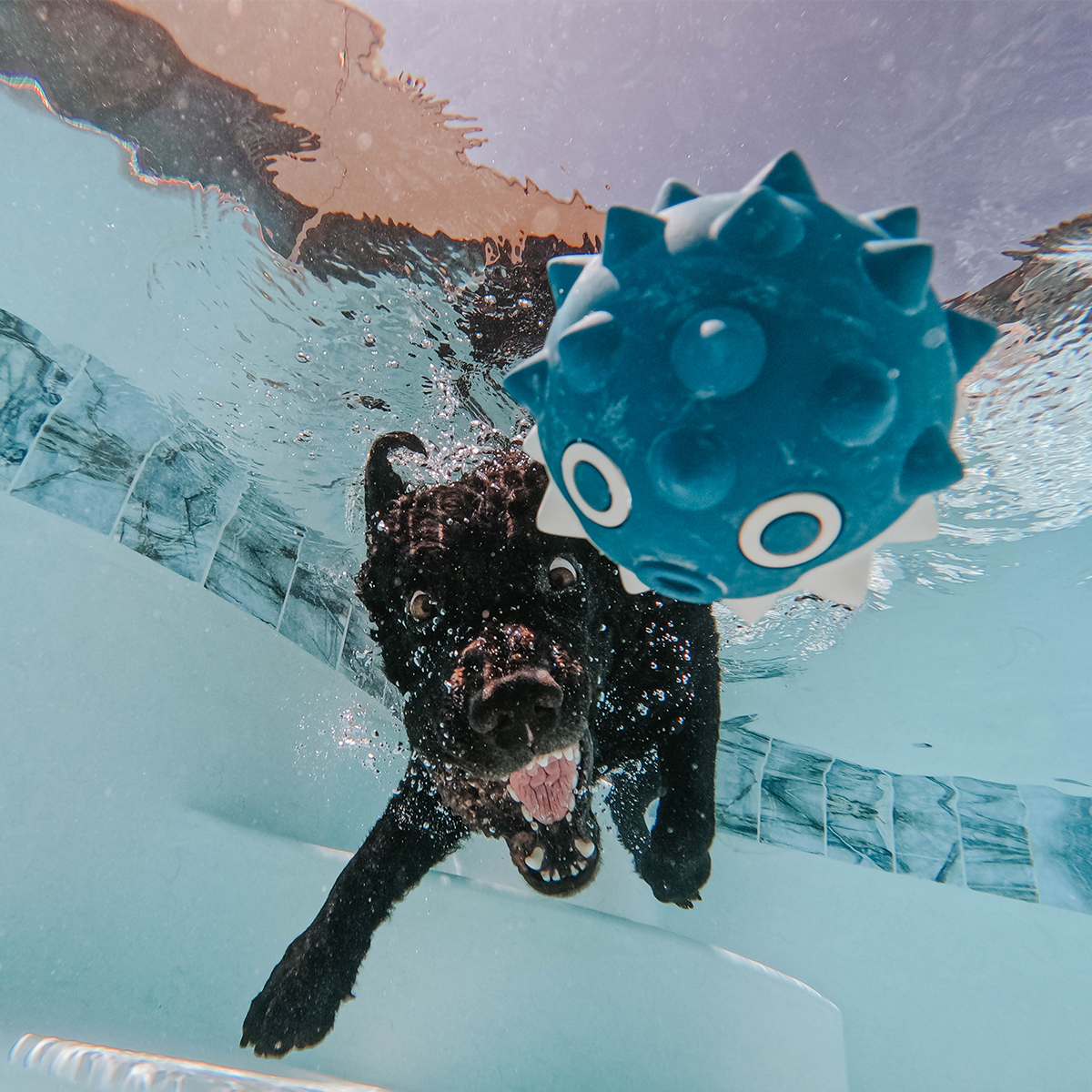 Throwfish Super Chewer Durable Fetch Dog Toy - Image 7