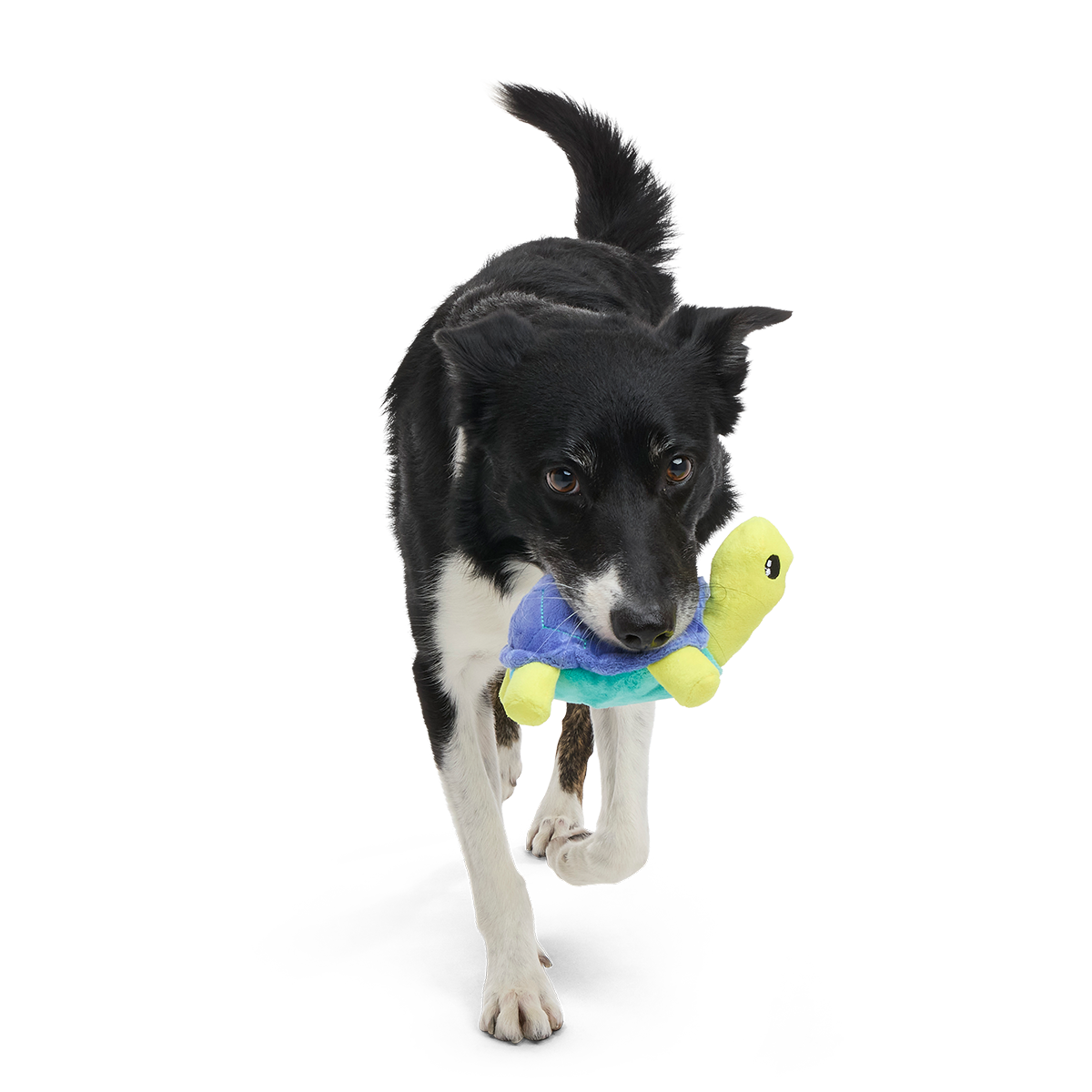 Tiago Tortuga Plush Tug Dog Toy - Image 2