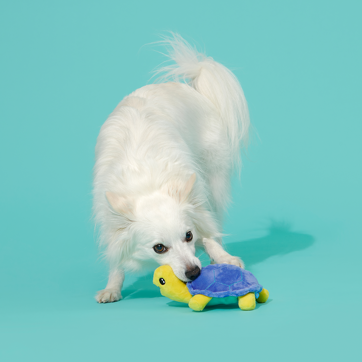 Tiago Tortuga Plush Tug Dog Toy - Image 6